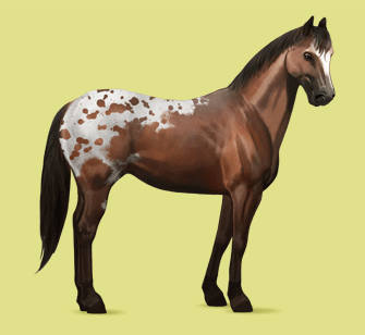 apaloosa