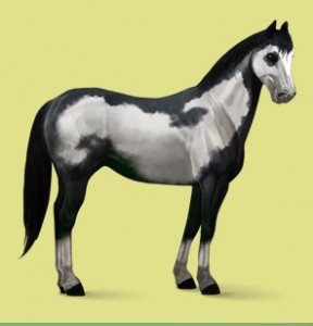 american paint horse