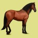 andaluský kůň
